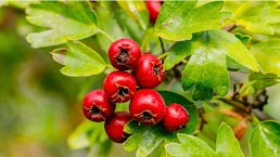 Hawthorns Berries 