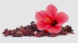 Hibiscus Flower 